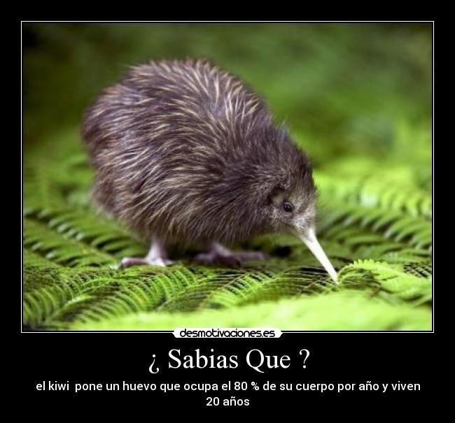 ¿ Sabias Que ? - el kiwi pone un huevo que ocupa el 80 % de su cuerpo por año y viven 20 años