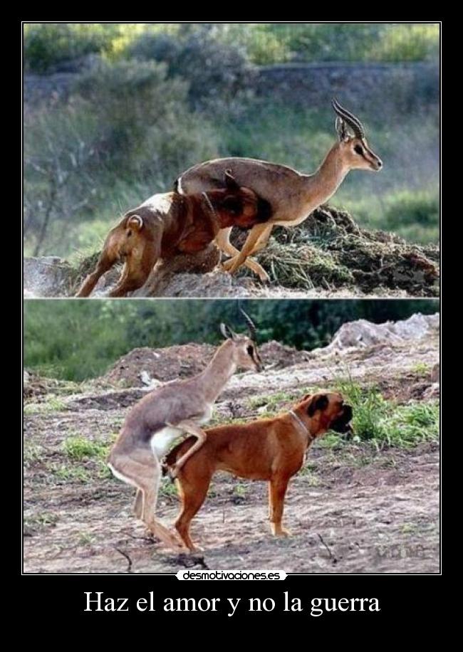 Haz el amor y no la guerra -