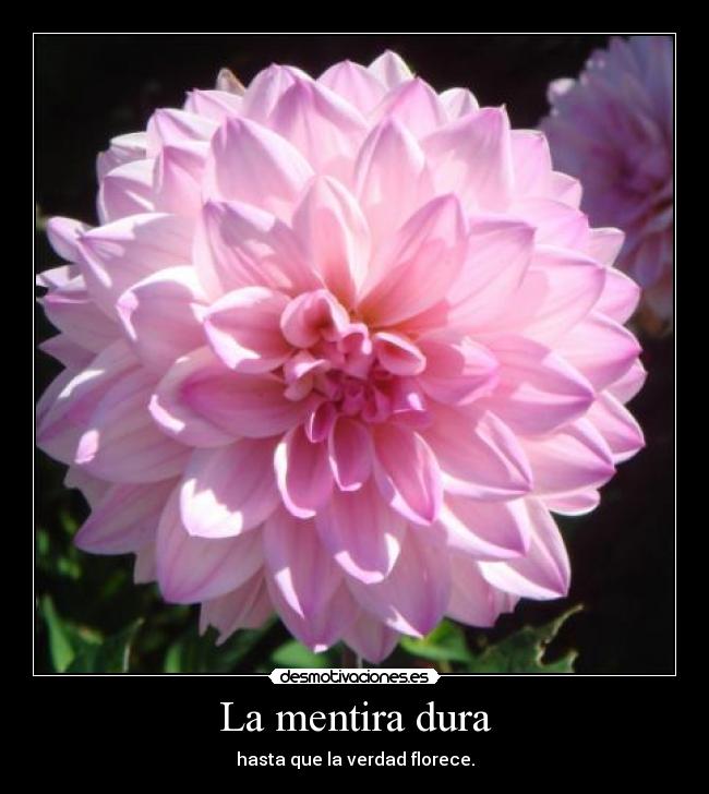 La mentira dura - hasta que la verdad florece.