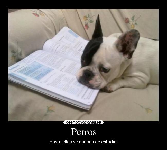 Perros - Hasta ellos se cansan de estudiar