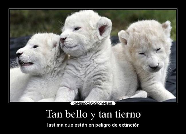 Tan bello y tan tierno - lastima que están en peligro de extinción