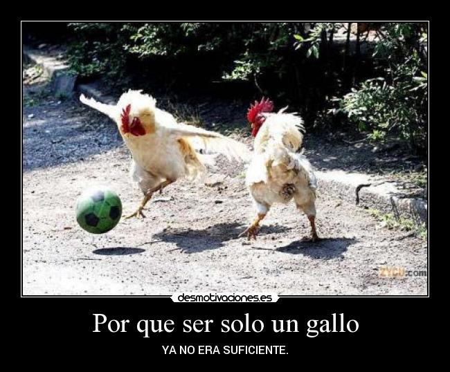 Por que ser solo un gallo -