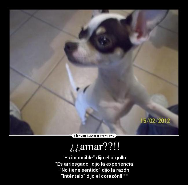 ¿¿amar??!! -