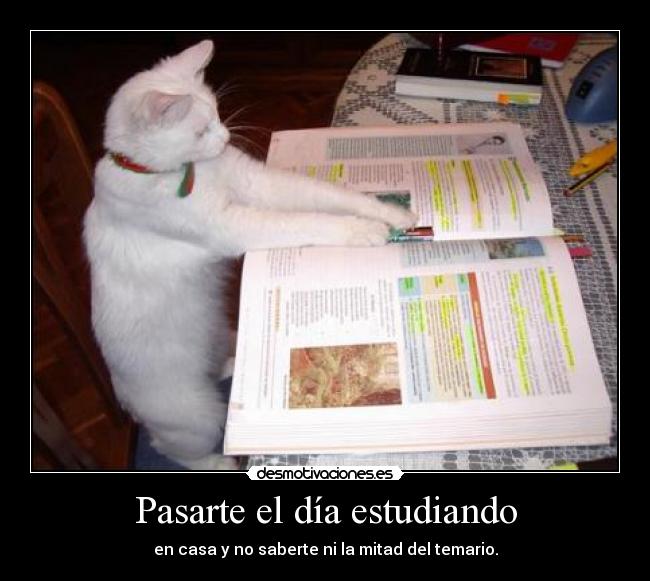 Pasarte el día estudiando - 