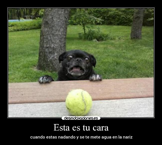 Esta es tu cara - cuando estas nadando y se te mete agua en la nariz