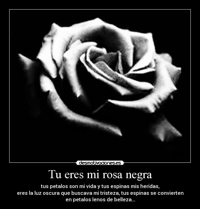 Tu eres mi rosa negra - tus petalos son mi vida y tus espinas mis heridas,
eres la luz oscura que buscava mi tristeza, tus espinas se convierten
en petalos lenos de belleza...