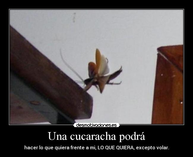 Una cucaracha podrá - hacer lo que quiera frente a mi, LO QUE QUIERA, excepto volar.