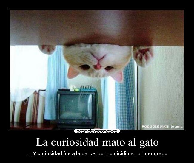 La curiosidad mato al gato -