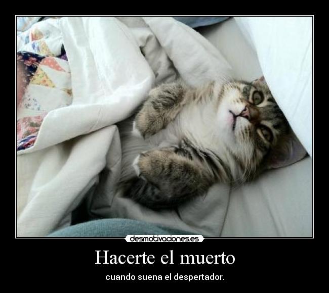 carteles quiero seguir camita desmotivaciones