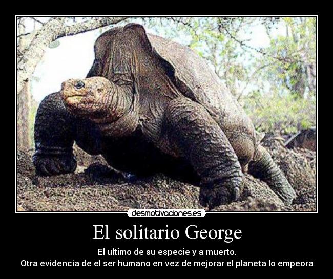 El solitario George -