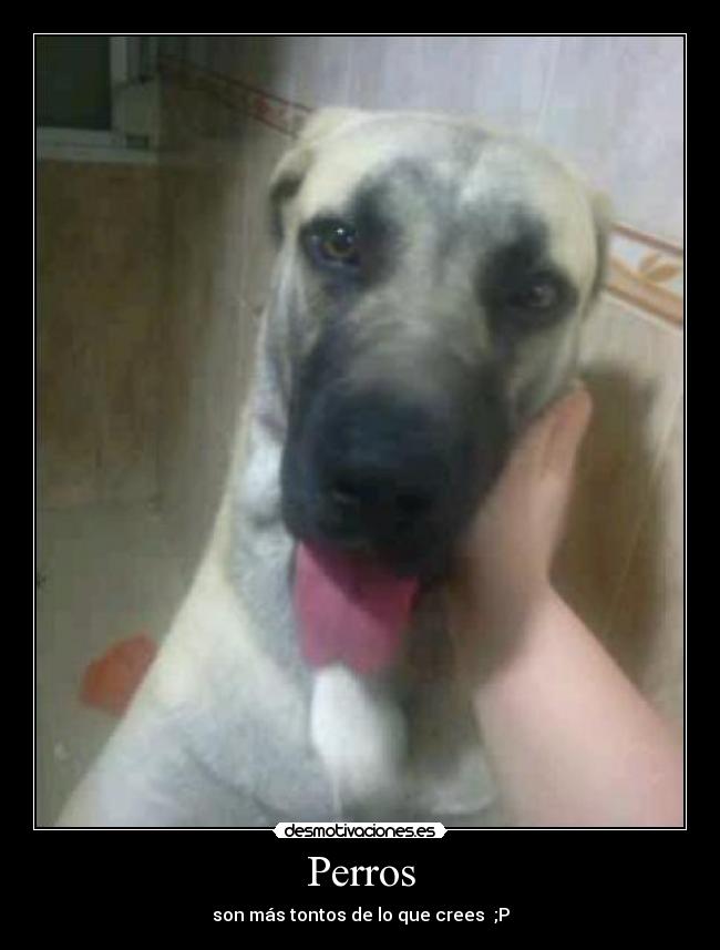 Perros - 