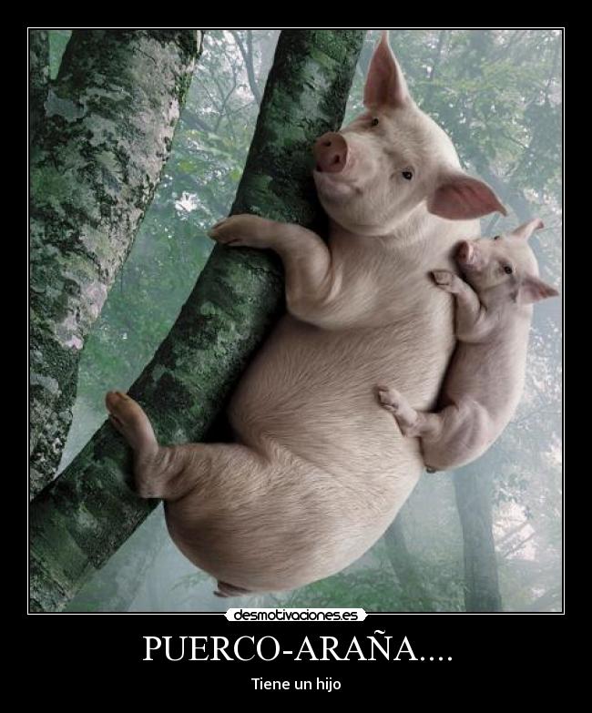 PUERCO-ARAÑA.... - Tiene un hijo