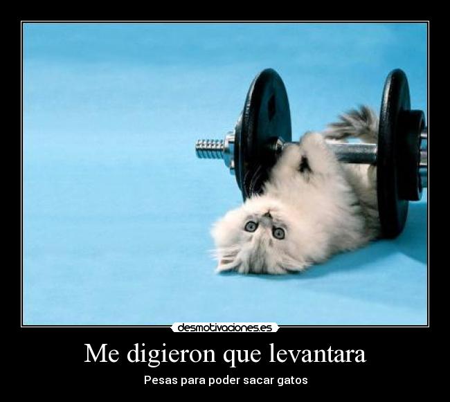 Me digieron que levantara - Pesas para poder sacar gatos