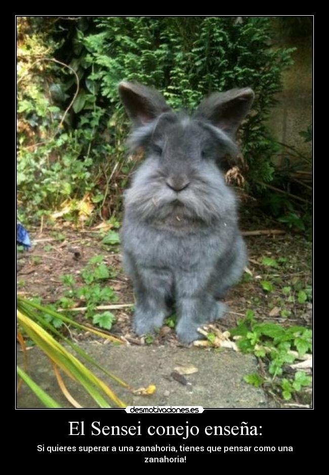 El Sensei conejo enseña: - Si quieres superar a una zanahoria, tienes que pensar como una zanahoria!