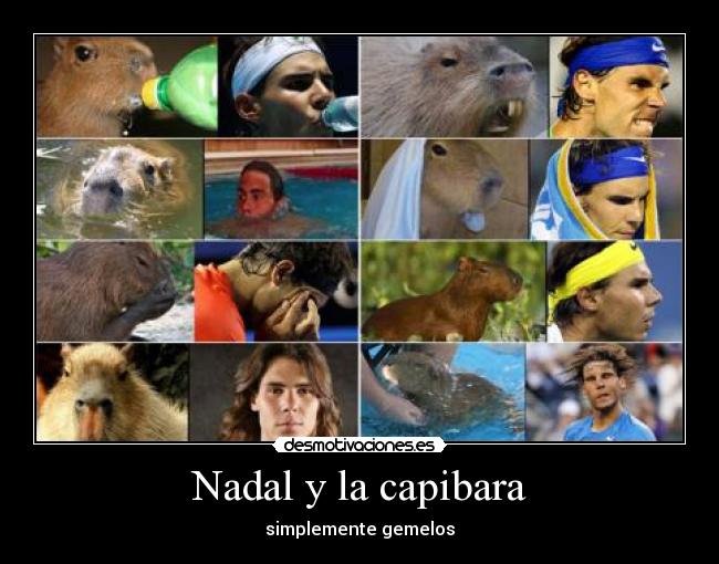 Nadal y la capibara -