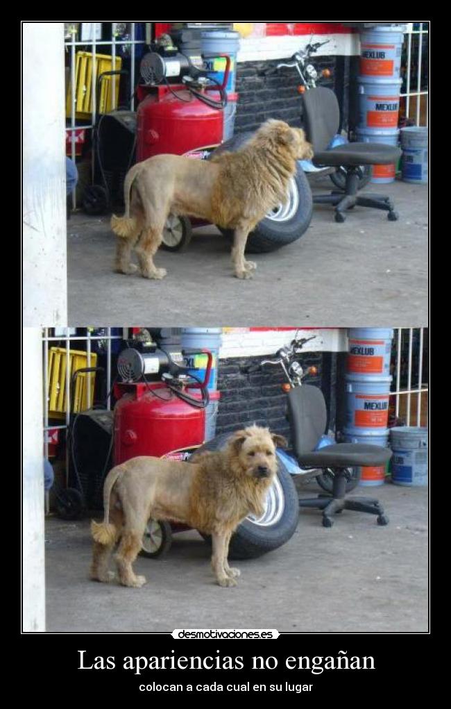 Las apariencias no engañan -