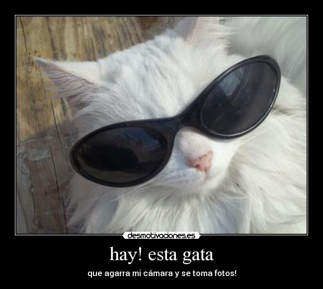 hay! esta gata -