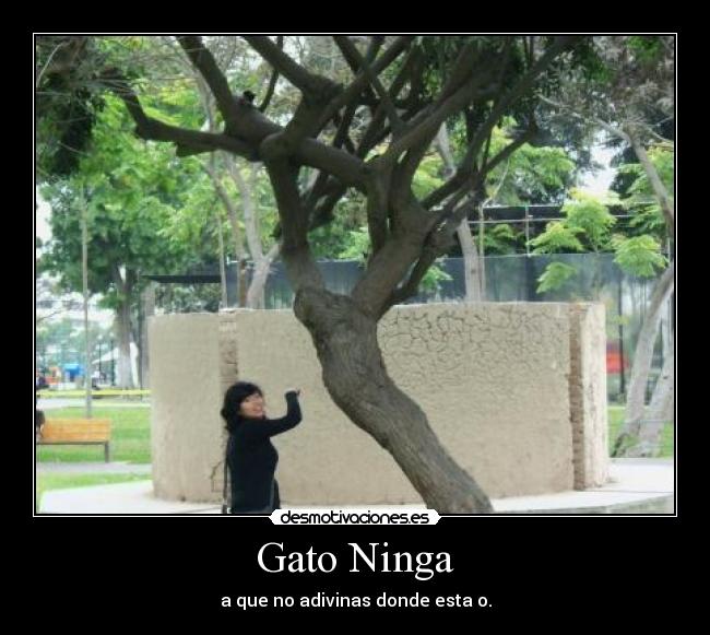 Gato Ninga - 