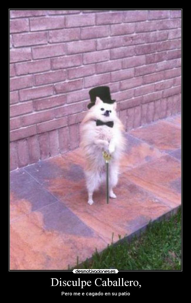 Disculpe Caballero, -