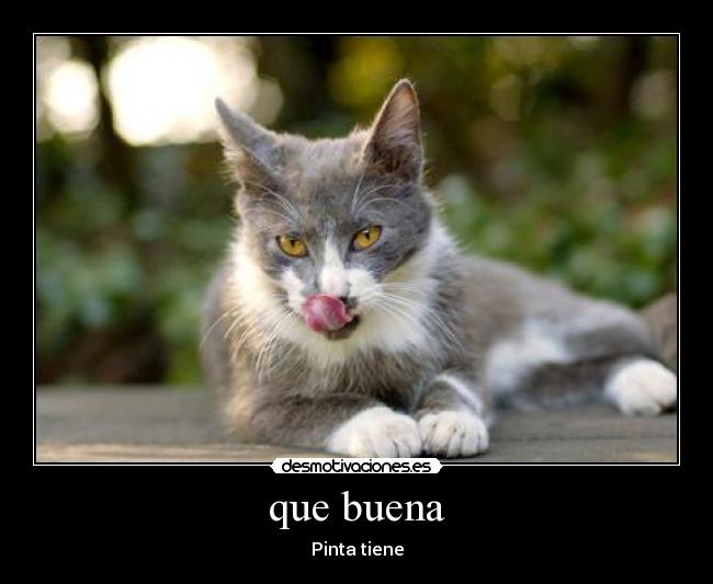 que buena - Pinta tiene