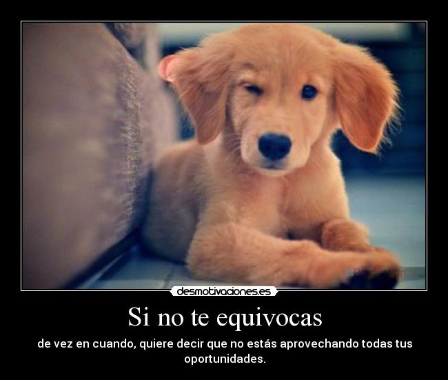 Si no te equivocas -