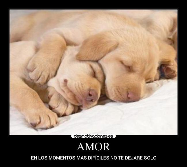 AMOR - 