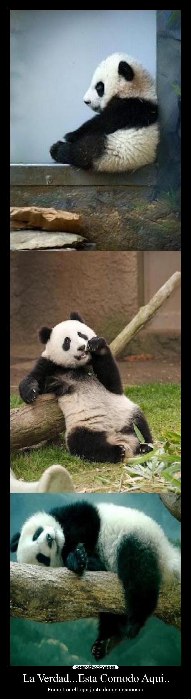 La Verdad...Esta Comodo Aqui.. - Encontrar el lugar justo donde descansar