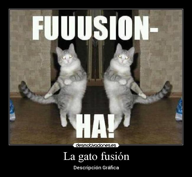 carteles gato fusion desmotivaciones