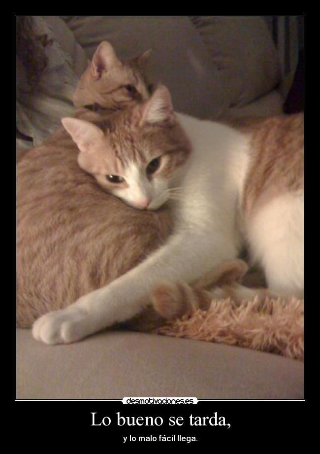 carteles bueno tarda desmotivaciones