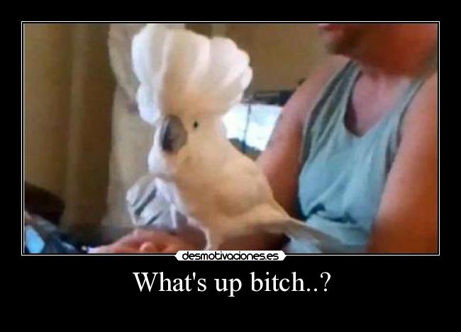 Whats up bitch..? - 