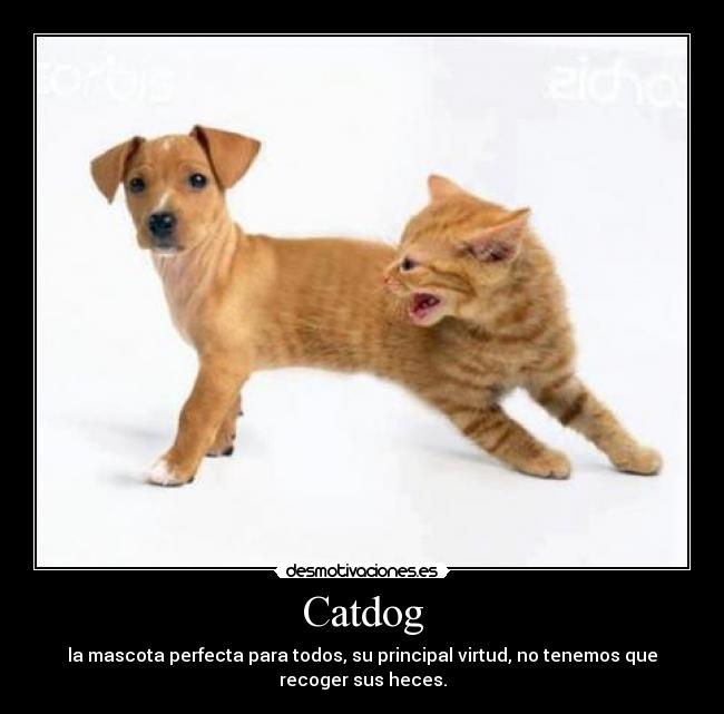 Catdog - la mascota perfecta para todos, su principal virtud, no tenemos que
recoger sus heces.