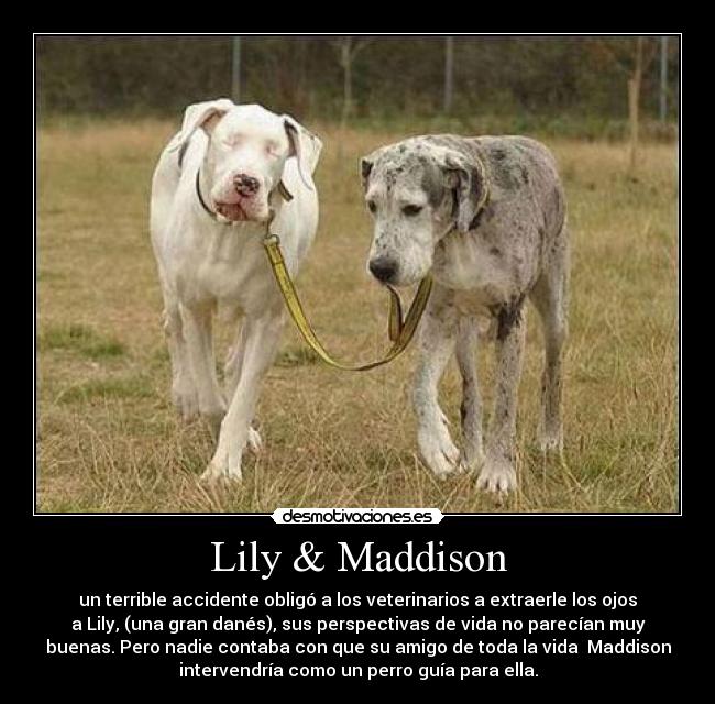 Lily & Maddison - un terrible accidente obligó a los veterinarios a extraerle los ojos
a Lily, (una gran danés), sus perspectivas de vida no parecían muy
buenas. Pero nadie contaba con que su amigo de toda la vida Maddison
intervendría como un perro guía para ella.