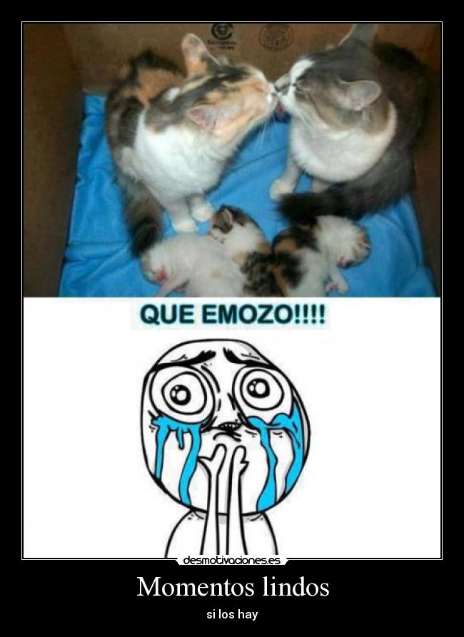 carteles que lindos gatitos jojo cositas jaja desmotivaciones