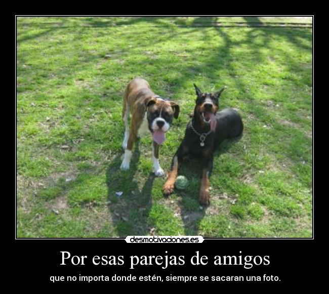carteles amigos clanbaneado clanproximosrojos amo los doberman desmotivaciones