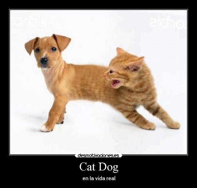 Cat Dog - en la vida real