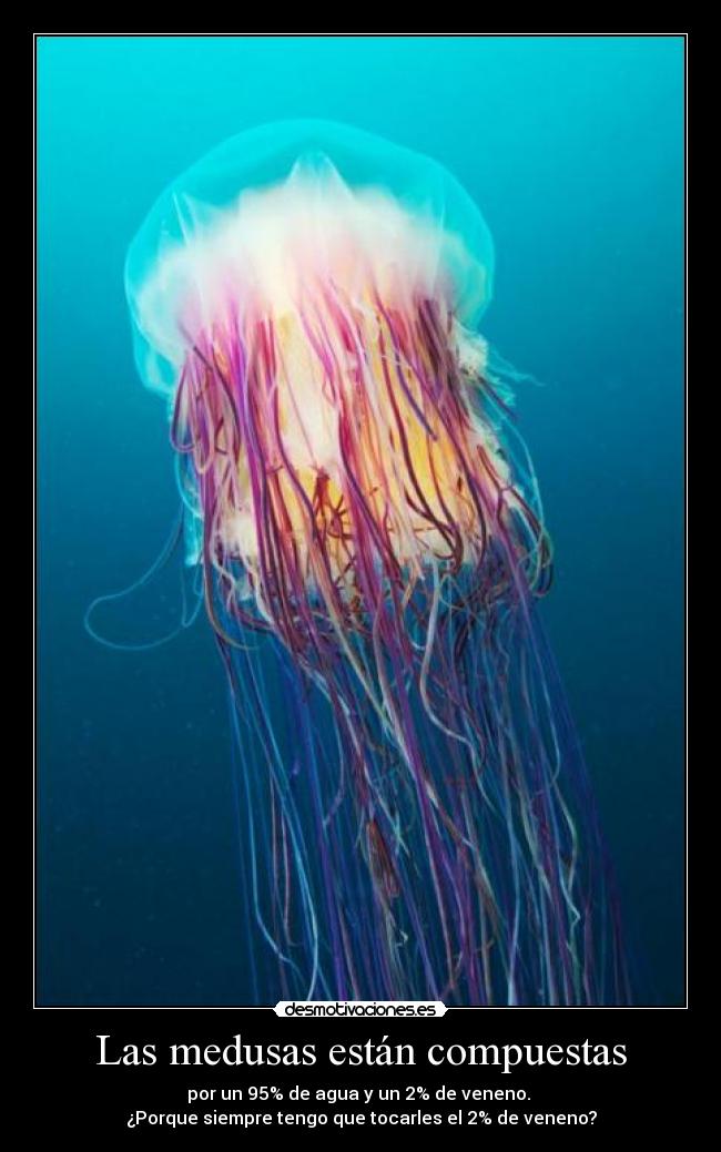 Las medusas están compuestas -