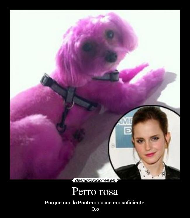 Perro rosa - 