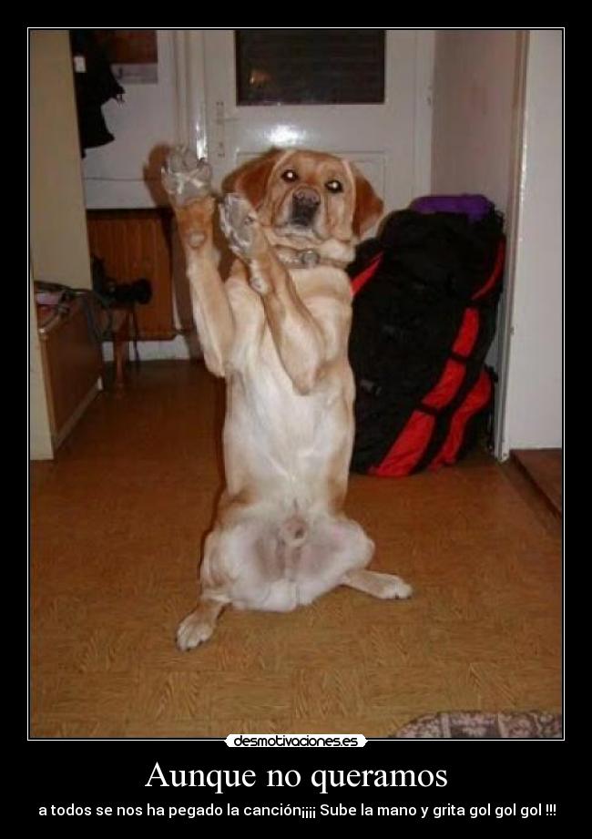 carteles eurocopa perro titoloko1993 gol futbol espana pegar cancion desmotivaciones