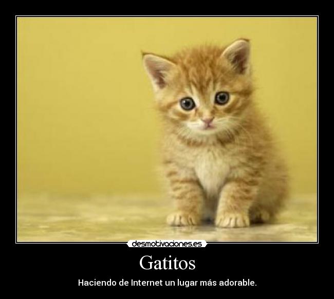 Gatitos -