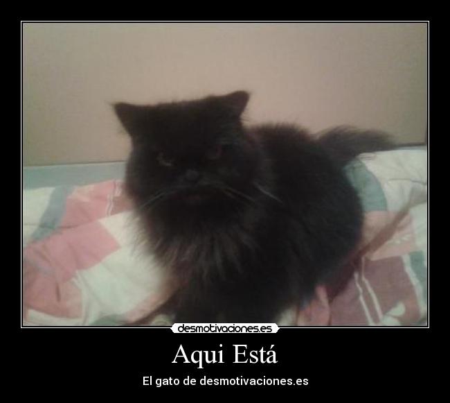 Aqui Está - El gato de desmotivaciones.es