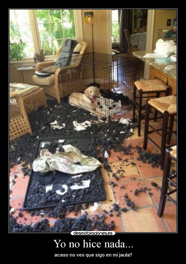Yo no hice nada... - 