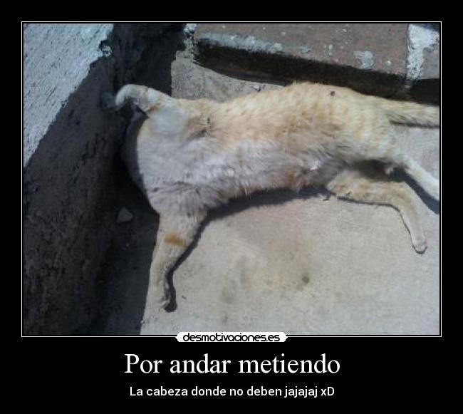 Por andar metiendo - La cabeza donde no deben jajajaj xD