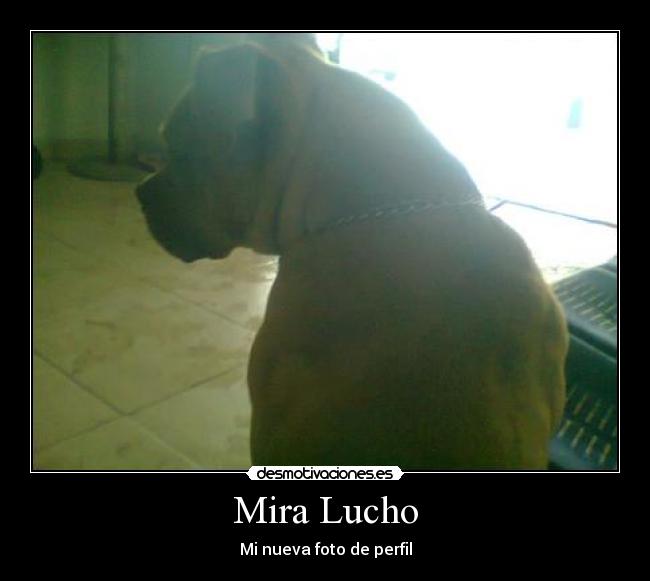 Mira Lucho - Mi nueva foto de perfil