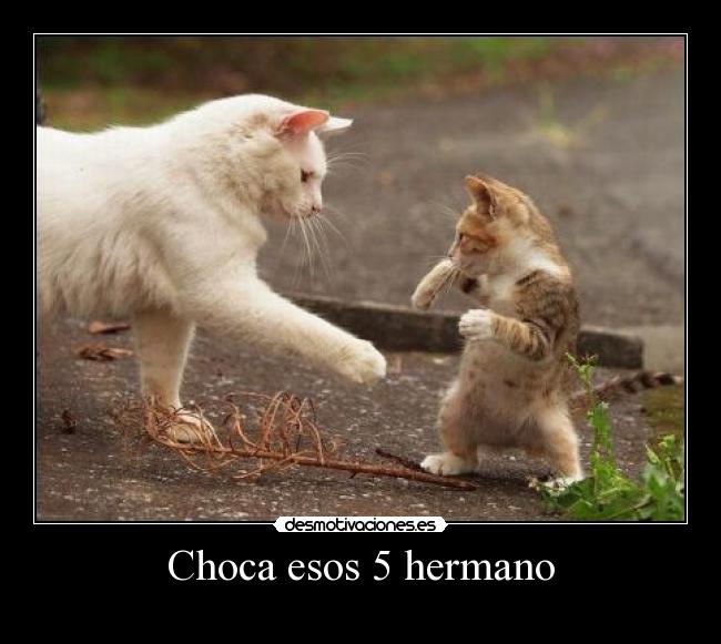 Choca esos 5 hermano -