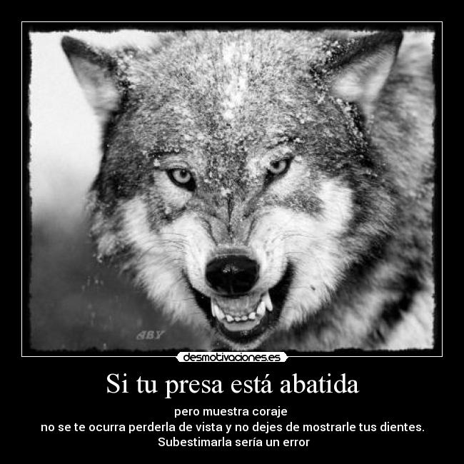 carteles 213 ammm pues eso desmotivaciones