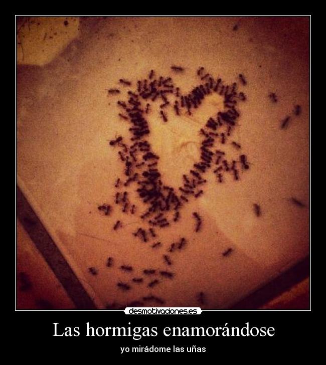 Las hormigas enamorándose - 