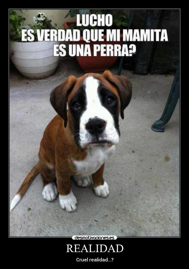 REALIDAD - Cruel realidad...?
