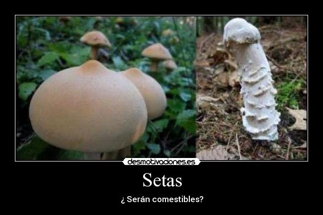 Setas - ¿ Serán comestibles?