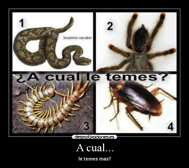 A cual... - le temes mas?