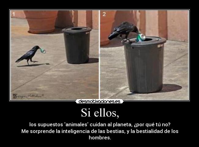 Si ellos, -